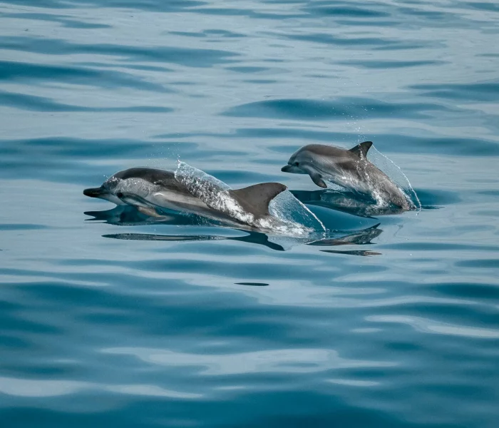 Barco6_Web
